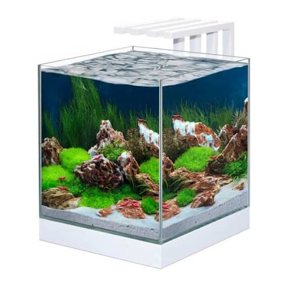 Ciano Nexus Pure 25 Aquarium 29X33.8X38Cm Fish Accessories "BAE" Charm Bracelet